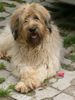 Gos d´Atura Català Foto: Gat de Campdura, Knabe,2 jahre alt (ID 17725) Gos d´Atura Català Hund