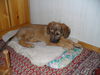 Gos d´Atura Català Foto: Leica (ID 40410) Gos d´Atura Català Hund