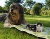 Gos d´Atura Català Foto: endlich was zum hüten !! (ID 17876) Gos d´Atura Català Hund
