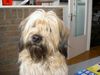 Gos d´Atura Català Foto: Dschowo\'s Rico (ID 11869) Gos d´Atura Català Hund