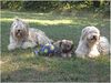 Gos d´Atura Català Foto: Unsere Gos d' Atura Català Biene, Bea, Berta (ID 24015) Gos d´Atura Català Hund
