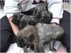 Gos d´Atura Català Foto: Unsere Gos d\' Atura Català Welpen 2005 (ID 24016) Gos d´Atura Català Hund