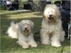 Gos d´Atura Català Foto: Unsere Gos d' Atura Català Biene und Berta (ID 24017) Gos d´Atura Català Hund