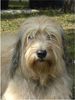 Gos d´Atura Català Foto: Unser Gos d\' Atura Català (ID 24018) Gos d´Atura Català Hund