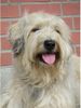 Gos d´Atura Català Foto: Unser Gos d\' Atura Català (ID 12983) Gos d´Atura Català Hund