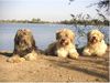 Gos d´Atura Català Foto: Drei im Urlaub... (ID 17890) Gos d´Atura Català Hund