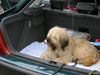 Gos d´Atura Català Foto: Dschowos Rico (ID 11924) Gos d´Atura Català Hund