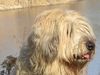 Gos d´Atura Català Foto: Berta eine schöne Hündin (ID 17520) Gos d´Atura Català Hund