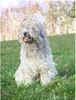 Gos d´Atura Català Foto: schöne Zeichnung vom Gos d'Atura Català (ID 17888) Gos d´Atura Català Hund