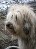 Gos d´Atura Català Foto: schöne Zeichnung vom Gos d\'Atura Català (ID 17889) Gos d´Atura Català Hund