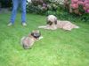 Gos d´Atura Català Foto: Rico en Donna (ID 14726) Gos d´Atura Català Hund