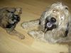 Gos d´Atura Català Foto: Rico en Donna (ID 14727) Gos d´Atura Català Hund