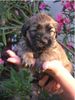 Gos d´Atura Català Foto: Unser Gos d' Atura Català Welpe 2005 (ID 24019) Gos d´Atura Català Hund