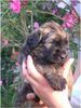 Gos d´Atura Català Foto: Unser Gos d\' Atura Català Welpe 2005 4 Wochen alt (ID 24020) Gos d´Atura Català Hund