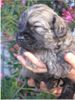 Gos d´Atura Català Foto: Unser Gos d\\\' Atura Català Welpe 2005 4 Wochen alt (ID 24021) Gos d´Atura Català Hund