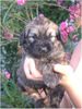 Gos d´Atura Català Foto: Unser Gos d\\\\\\\' Atura Català Welpe 2005 4 Wochen alt (ID 24022) Gos d´Atura Català Hund