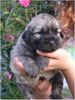 Gos d´Atura Català Foto: Unser Gos d\' Atura Català Welpe 2005 4 Wochen alt (ID 24024) Gos d´Atura Català Hund