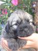 Gos d´Atura Català Foto: Unser Gos d' Atura Català Welpe 2005 4 Wochen alt (ID 24025) Gos d´Atura Català Hund