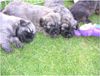 Gos d´Atura Català Foto: Unsere Gos d\' Atura Català Welpe 2005 4 Wochen alt (ID 24026) Gos d´Atura Català Hund