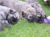 Gos d´Atura Català Foto: Unsere Gos d\\\' Atura Català Welpe 2005 4 Wochen alt (ID 24027) Gos d´Atura Català Hund
