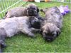 Gos d´Atura Català Foto: Unsere Gos d\\\\\\\' Atura Català Welpe 2005 4 Wochen alt (ID 24028) Gos d´Atura Català Hund