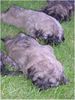 Gos d´Atura Català Foto: Unser Gos d' Atura Català Welpe 2005 4 Wochen alt (ID 24023) Gos d´Atura Català Hund