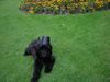 Gos d´Atura Català Foto: Paula 16 Wochen (ID 14754) Gos d´Atura Català Hund