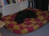 Gos d´Atura Català Foto: Paula 16 Wochen (ID 14753) Gos d´Atura Català Hund