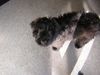 Gos d´Atura Català Foto: super Herbst (ID 15775) Gos d´Atura Català Hund