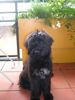 Gos d´Atura Català Foto (ID 15177) Gos d´Atura Català Hund