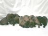 Gos d´Atura Català Foto: Puppies Dschowos Rico und Guapa de Marotte (ID 11923) Gos d´Atura Català Hund