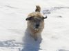 Gos d´Atura Català Foto: ein neues Foto von Ronja aus Kreta, jetzt 2 J. alt (ID 22600) Gos d´Atura Català Hund