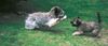 Gos d´Atura Català Foto: Tierra en Noa (ID 11885) Gos d´Atura Català Hund