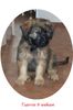 Gos d´Atura Català Foto: Tierra (ID 11886) Gos d´Atura Català Hund
