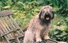 Gos d´Atura Català Foto: Tierra op deckchair (ID 11884) Gos d´Atura Català Hund