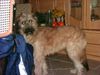 Gos d´Atura Català Foto: Ronja von Kreta, 7 Monate, Gos D ' Atura - Mix??? (ID 8274) Gos d´Atura Català Hund