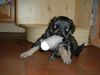 Gos d´Atura Català Foto: Iloscha de Marotte und Ares de palla granja ( Mutter und Sohn ) (ID 17094) Gos d´Atura Català Hund