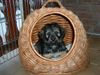 Gos d´Atura Català Foto: Aquina de palla granja (ID 17095) Gos d´Atura Català Hund