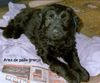 Gos d´Atura Català Foto: Ares de palla granja (ID 17060) Gos d´Atura Català Hund