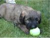 Gos d´Atura Català Foto: Gos d Atura Welpe (ID 17891) Gos d´Atura Català Hund