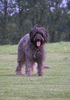 Gos d´Atura Català Foto: Luna (Moon de Marotte) 2 1/2 Jahre (ID 17983) Gos d´Atura Català Hund