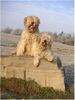 Gos d´Atura Català Foto: Ch. Brown Bruxia vom Neckar Odenwald und Berta (ID 17885) Gos d´Atura Català Hund
