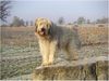 Gos d´Atura Català Foto: Berta Bild vom Januar 2005 (ID 17886) Gos d´Atura Català Hund