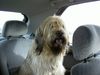 Gos d´Atura Català Foto: Dschowo's Rico (ID 11870) Gos d´Atura Català Hund