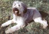 Gos d´Atura Català Foto (ID 80) Gos d´Atura Català Hund