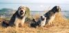 Gos d´Atura Català Foto: Bolero del mas Pescador (ID 11751) Gos d´Atura Català Hund