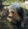 Gos d´Atura Català Foto: Iffi (ID 18500) Gos d´Atura Català Hund