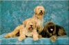 Gos d´Atura Català Foto: Drei schöne Gos d' Atura Català (ID 17887) Gos d´Atura Català Hund