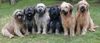 Gos d´Atura Català Foto: Dschowo's Gos d'Atura Gruppe (ID 7960) Gos d´Atura Català Hund