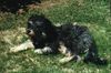 Gos d´Atura Català Foto: Iloscha de Marotte (ID 17058) Gos d´Atura Català Hund